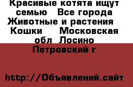 Красивые котята ищут семью - Все города Животные и растения » Кошки   . Московская обл.,Лосино-Петровский г.